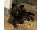 Adopt Huck a Black Briard / Mixed dog in HOUSTON, TX (37186409)