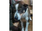 Adopt Dallas a Brown/Chocolate German Shepherd Dog / Mixed dog in Selma