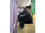 Adopt Jacob a All Black Domestic Shorthair (short coat) cat in Whittier