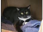 Adopt Zappa a Black & White or Tuxedo American Shorthair (short coat) cat in