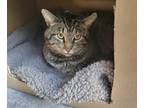 Adopt Cougar a Brown Tabby Domestic Shorthair (short coat) cat in Colton