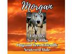 Adopt Morgan a Gray/Silver/Salt & Pepper - with White Labrador Retriever / Mixed