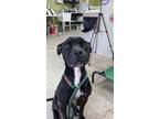 Adopt Gidget a Black Pit Bull Terrier / Mexican Hairless / Mixed dog in Sumter