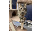 Adopt Oliver a Brown Tabby Domestic Longhair (long coat) cat in Hopewll