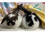 Adopt Marcy and Pattycakes a White Mini Lop / Mixed (short coat) rabbit in