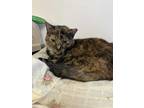 Adopt Vivian a Tortoiseshell Domestic Shorthair (short coat) cat in Hopewll