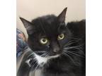 Adopt Mama a Domestic Mediumhair / Mixed cat in Spokane Valley, WA (37192095)
