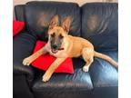 Adopt MAX a Tan/Yellow/Fawn - with Black Belgian Malinois / Mixed dog in