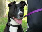 Adopt Ellie a Black - with White Border Collie / Mixed dog in Osgood