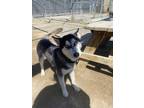 Adopt Houdini a Gray/Blue/Silver/Salt & Pepper Husky / Mixed dog in Moses Lake