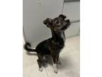 Adopt Hershey a Black - with Brown, Red, Golden, Orange or Chestnut Greyhound /