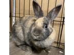 Adopt Cayenne a Harlequin / Mixed rabbit in Fort Lauderdale, FL (34568650)