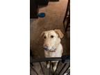 Adopt Nala a Tan/Yellow/Fawn Labrador Retriever dog in Lewisville, TX (33886921)