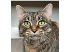 Adopt Zofia a Brown Tabby Domestic Shorthair (short coat) cat in Grayslake