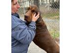 Adopt Atlas a Brown/Chocolate - with Tan Bloodhound / Mixed dog in Fayetteville