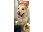 Adopt Juliet a Tan/Yellow/Fawn Shepherd (Unknown Type) / Mixed dog in Moses