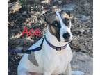 Adopt Ace a White - with Brown or Chocolate Mixed Breed (Medium) / Mixed Breed