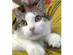 Adopt Randall a Brown Tabby Domestic Shorthair (short coat) cat in St.