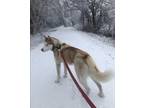 Adopt Chief a White - with Brown or Chocolate Siberian Husky / Mixed dog in