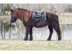 Online Auction - [url removed] - One-Of-A-Kind Registered Icelandic Pony -...