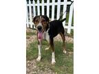 Adopt Ethan a Hound (Unknown Type) / Mixed dog in St. Francisville