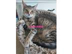 Adopt Lady Edith a Domestic Shorthair (short coat) cat in Ocala, FL (34699617)