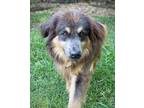 Adopt WOODY II a Australian Shepherd / Mixed dog in Little Rock, AR (35142221)