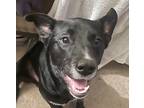 Adopt DEEBO (Texas) ky a Black - with White Labrador Retriever dog in Langley