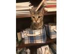 Adopt Bella a Brown Tabby Domestic Shorthair (short coat) cat in Sugar Land