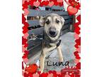 Adopt Luna a German Shepherd Dog, Golden Retriever