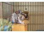 Adopt Petunia a Lionhead