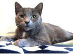 Adopt RAVEN a Domestic Short Hair