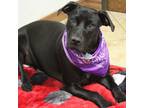 Adopt Ellie a Black Labrador Retriever