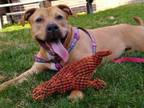 Adopt Lily a Terrier, Pit Bull Terrier