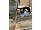 Adopt Tuxedo a English Spot