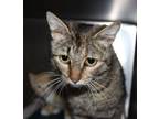 Adopt Aleta a Domestic Short Hair