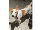 Adopt Quinny a Mixed Breed, Hound