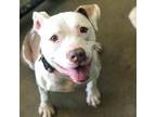Adopt *Angel a American Staffordshire Terrier