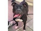 Adopt Tippy a Pit Bull Terrier
