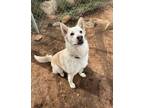 Adopt Lexi a Husky, German Shepherd Dog