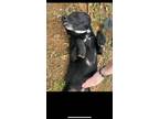 Adopt Marie a Black Labrador Retriever