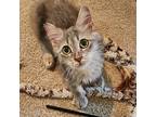 Keena, Domestic Mediumhair For Adoption In Wichita, Kansas