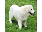 Golden Retriever Puppy for sale in Marysville, WA, USA