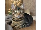 Adopt Ryan (Blake) a Tabby, Domestic Short Hair