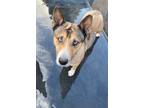 Adopt Frances a Basenji, Husky