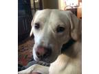 Adopt Polly a Yellow Labrador Retriever, Beagle