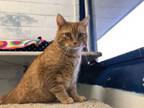 Adopt Buttons a Domestic Short Hair