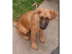 Adopt Aries a German Shepherd Dog, Shepherd