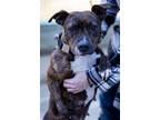Adopt Noodle "Betsy a Pit Bull Terrier
