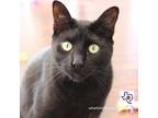 Adopt Zachary Banks a Domestic Shorthair / Mixed (short coat) cat in Spring